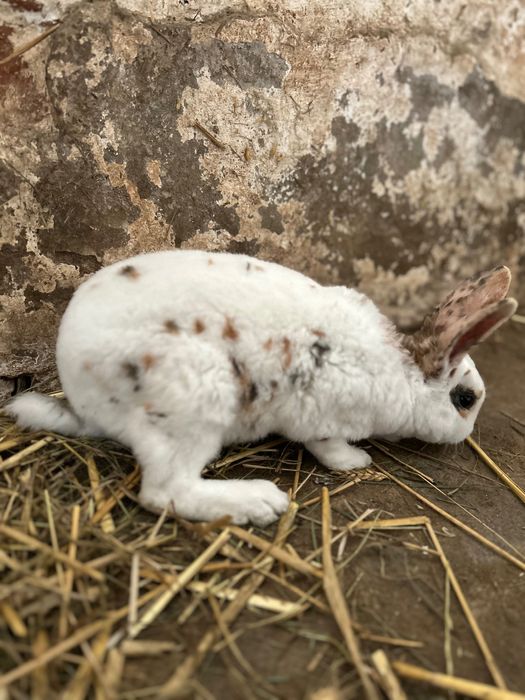 Samiec Rex trójbarwny