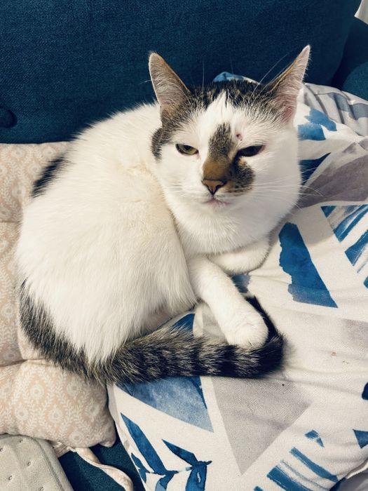 Kotek do adopcji