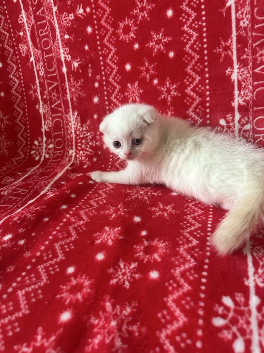 Котята  породистые «скоттиш-фолд»