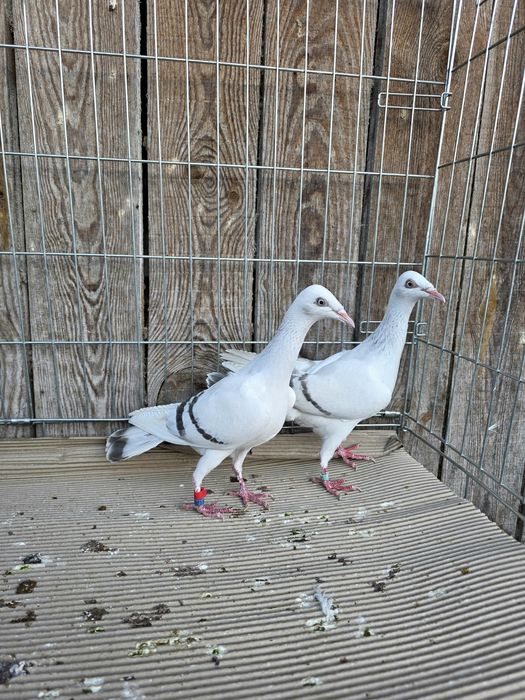 Perłowa pasiata 2025