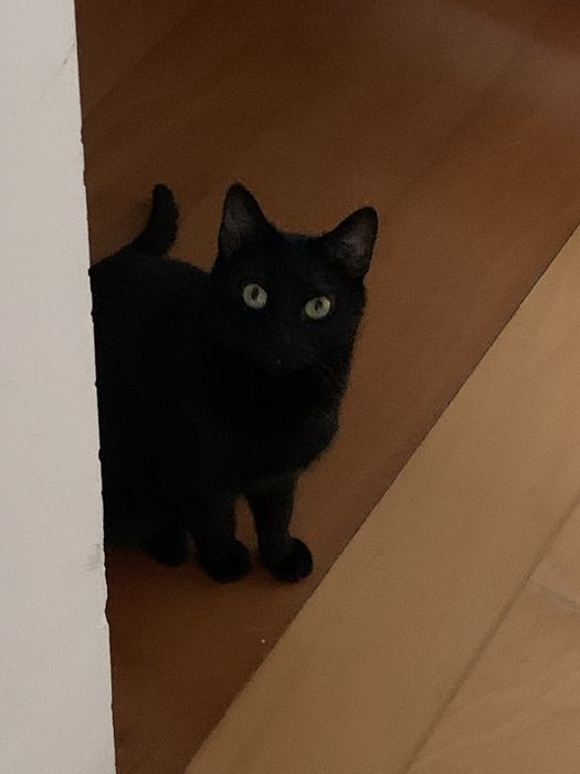 Gata perdida boavista/cedofeita