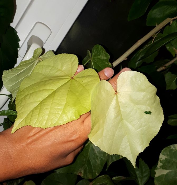 Липовидный вариегатный гибискус с/с