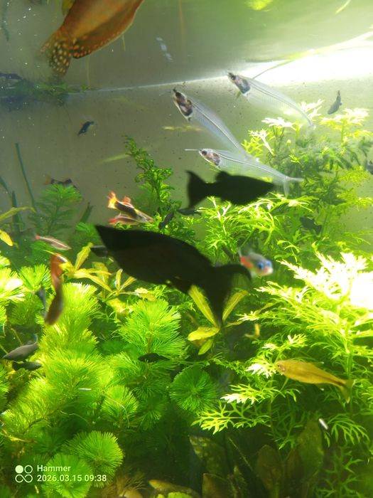 Molinezje Black Molly