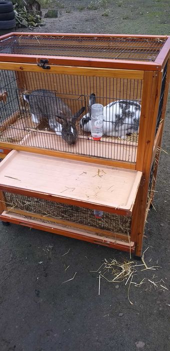 Dwa duże króliki klatka możliwy DOWÓZ królik