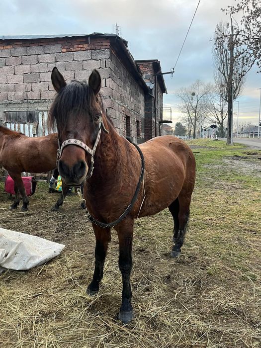 Sprzedam 6letniego hucułka