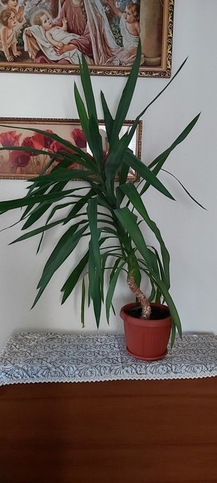 Пальми для офісу та дому