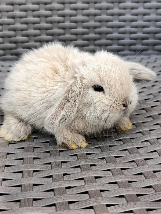 Króliczek Mini Lop