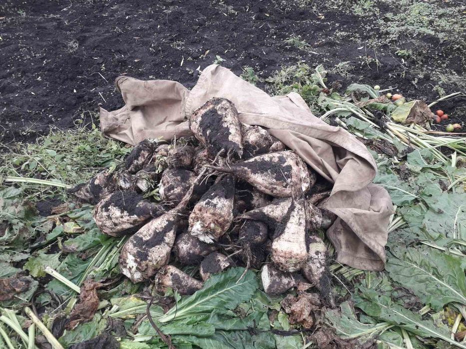 Цукровий буряк на їду