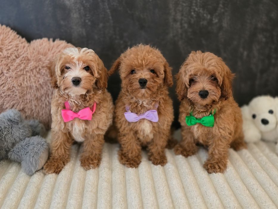Maltipoo f1b sunia