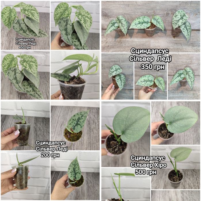 Продам сциндапсуси, епіпремнуми, пінатуми