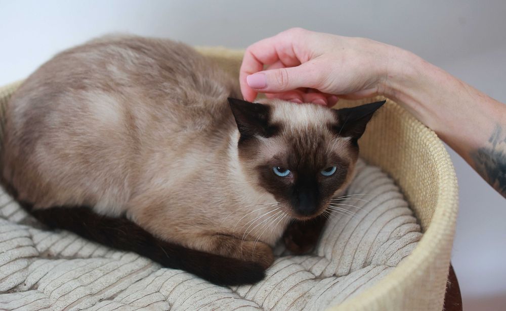 Galio i Asimi – wyjątkowy duet kotów do adopcji