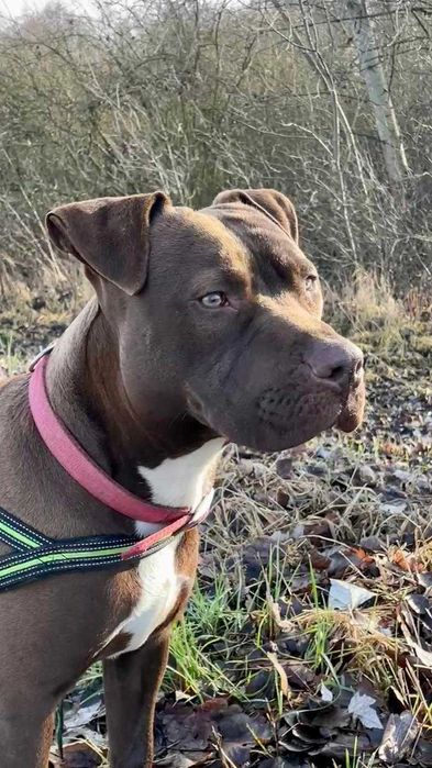 Młody Amstaff Budyń czeka na swojego człowieka.