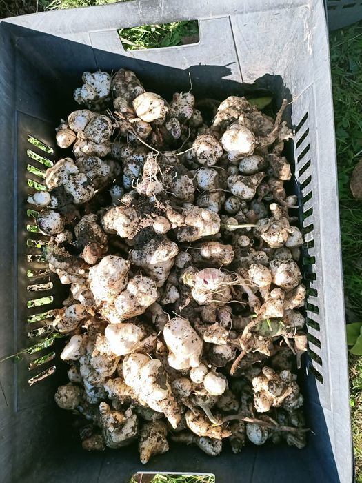 Topinambur  bulwy ekologiczne