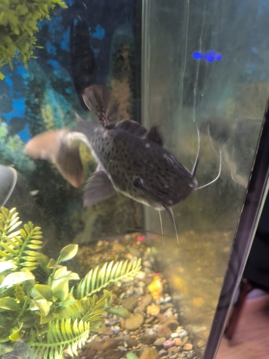 Pintado / Surubim Pintado venda