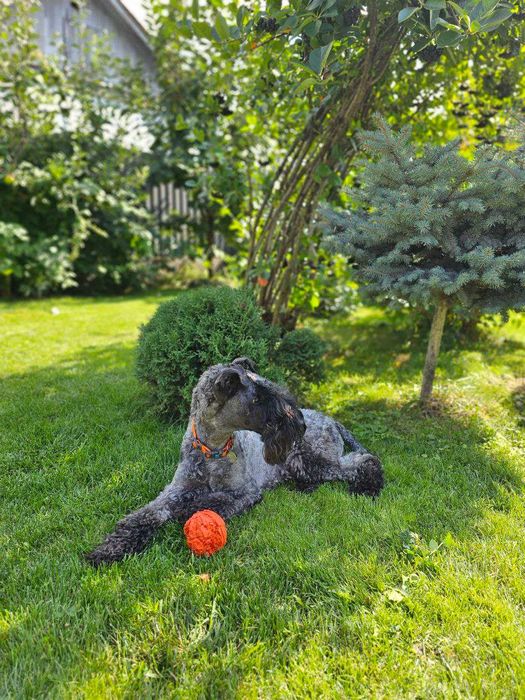 Цуценята Керрі Блю Тер'єра!