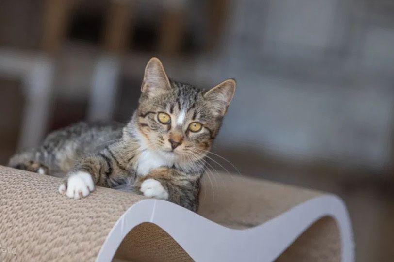 Муфаса 1 год, котик, котенок, красивый котенок