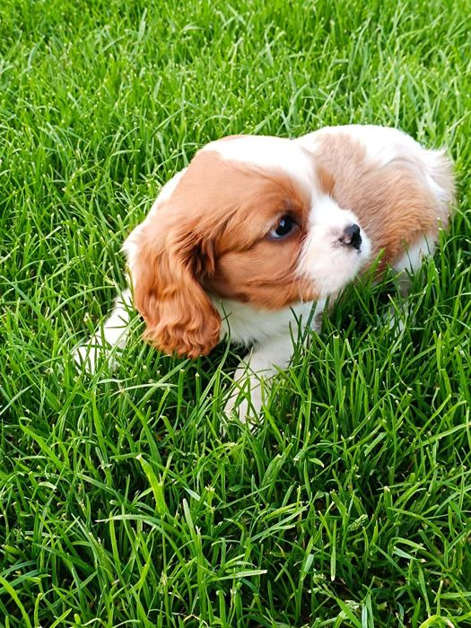 Cavaljer King Charles Spaniel (Piesek)