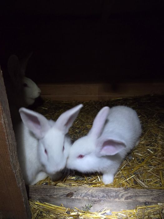 Króliki termondzkie młode