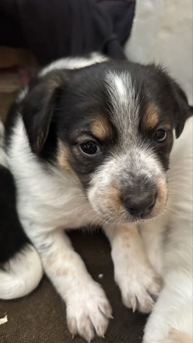 Oddam 3 pieski  za darmo