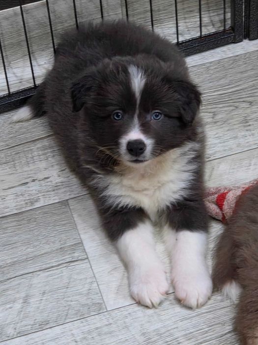 Piesek Border Collie niebiesko-biały