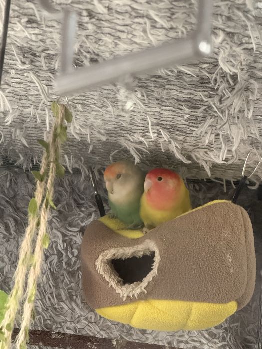 Vendo casal de Agapornis