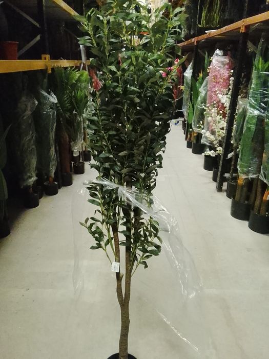 Promoção oliveiras lindissimas realistas para decoraçôes para entregas