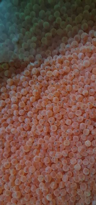 Зарибок для вашого става