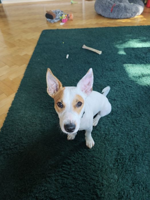 Witam oddam w dobre ręce psa Jacka Russell
