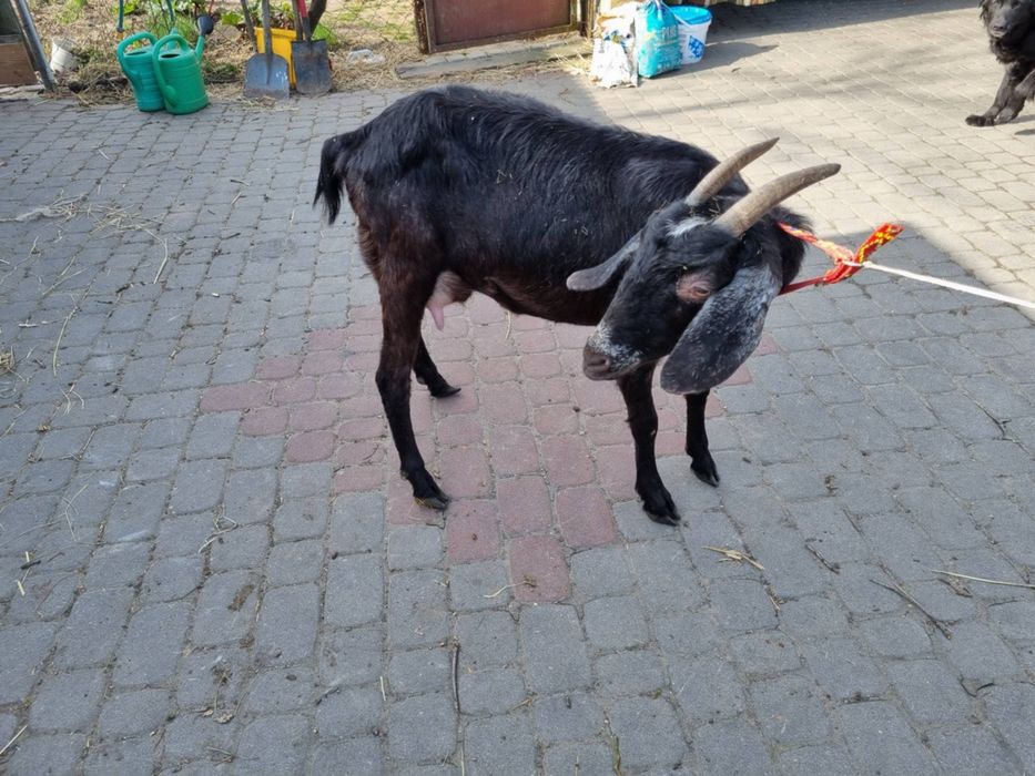 Sprzedam koze mleczną