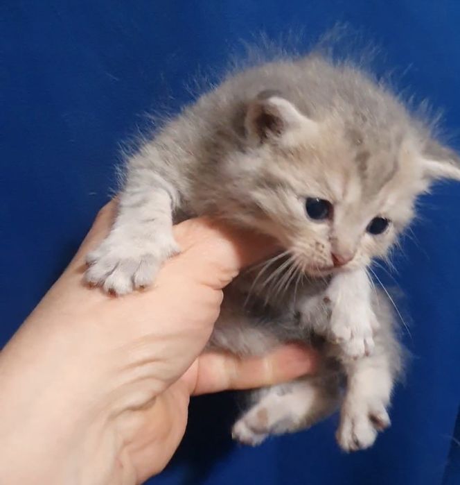 Котик  сладкий шотландец