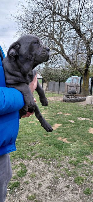 Cane corso suczka