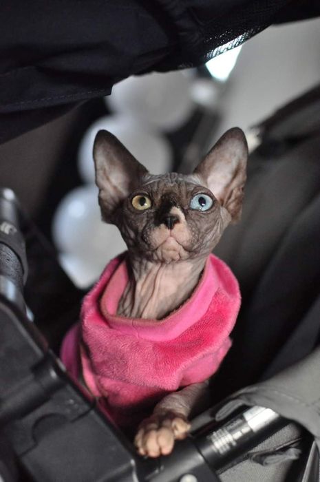 sfinks odd Eyed 63 kotka