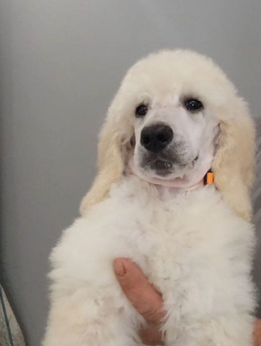 Щенки большого пуделя