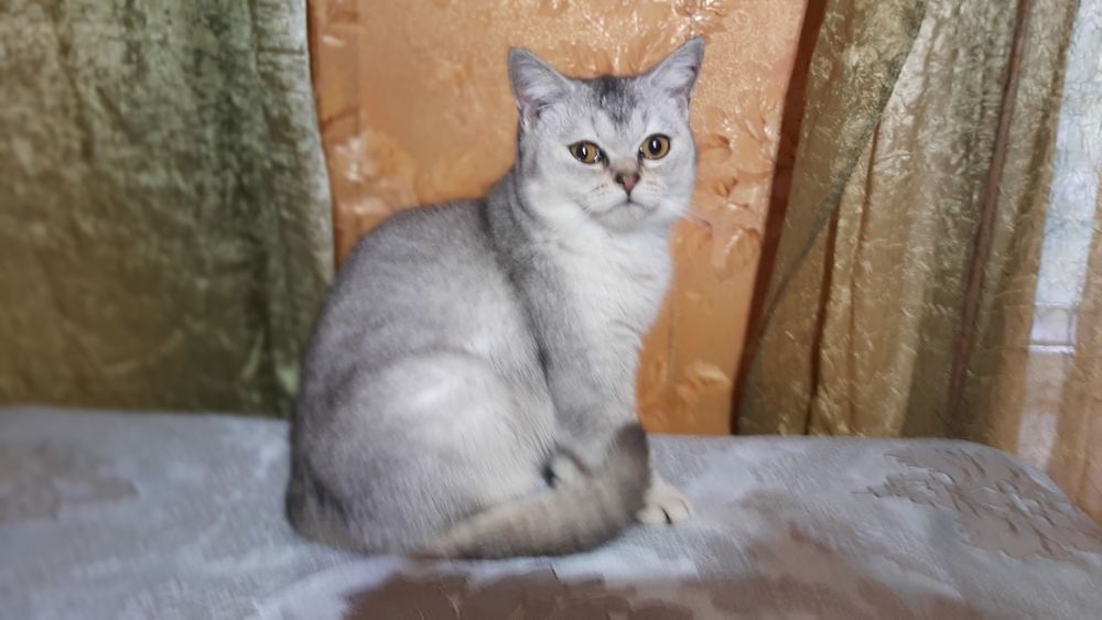 Шиншилла котик британец