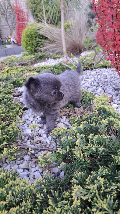 Unikatowa suczka chihuahua niebieska XXS długowłosa blue