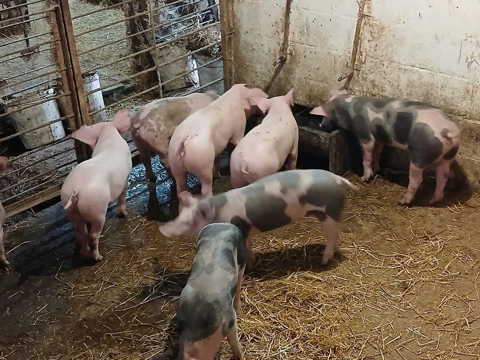 продам поросята м'ясного напрямку