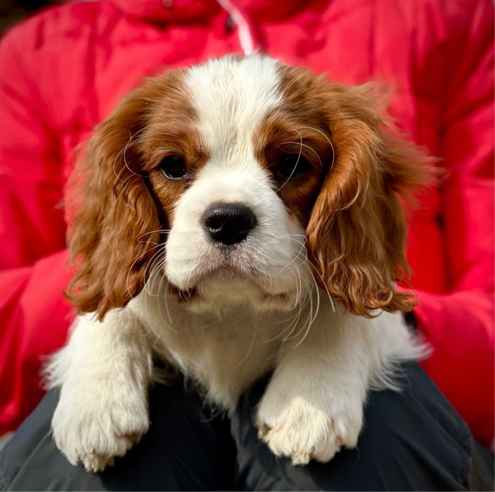 Кавалер Кінг Чарльз спанієль. Кавалер Кинг Чарльз спаниель