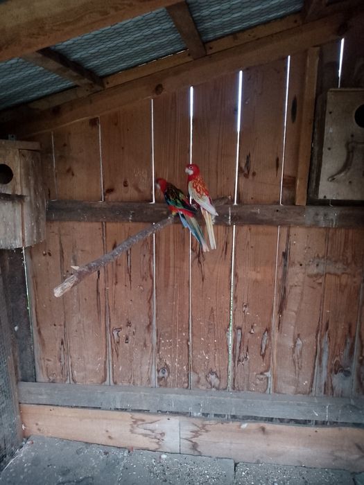 Zamienię parę papug