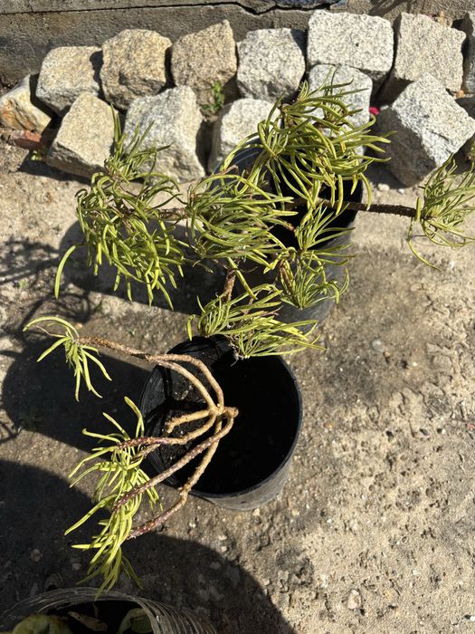 Plantas soculentas