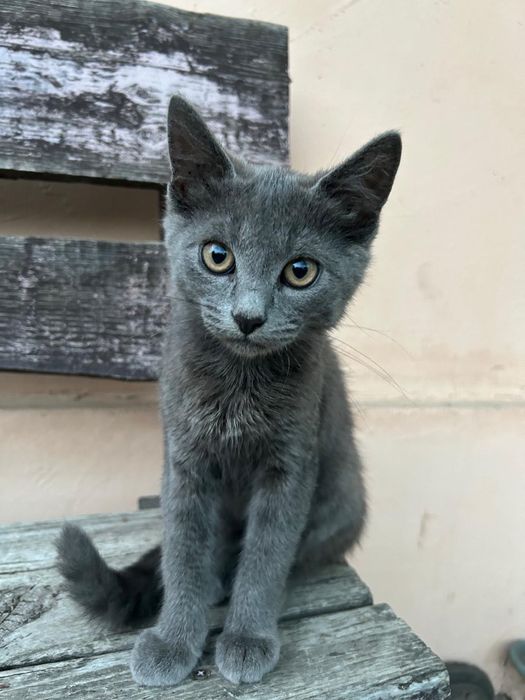 Кіт (3 місяці) сірий