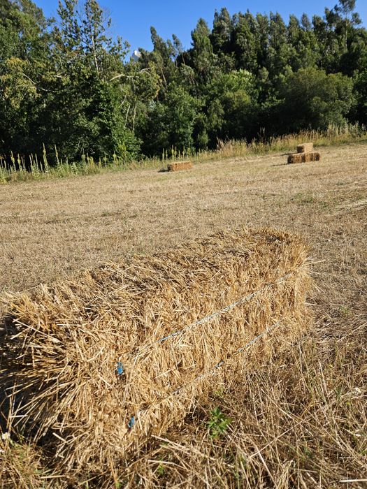 Fardos de palha azevém e aveia