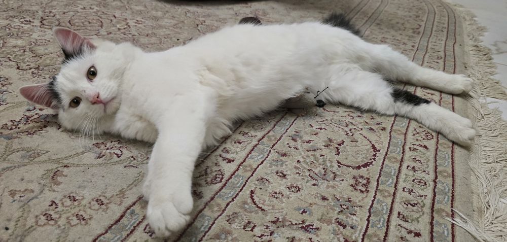 Котик в добрі руки безкоштовно