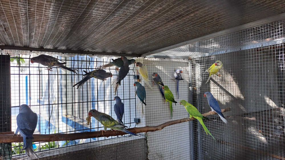 Ring necks duplos portadores cc e opalino 2023 e 2024 opalinas / cc