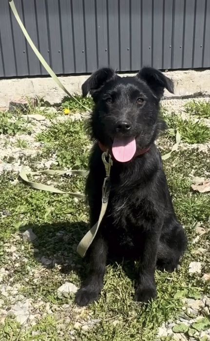 Кайлі шукає дім стерилізована