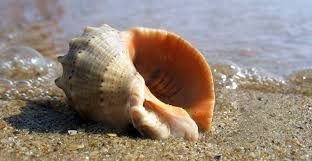 Ракушка для поделок.