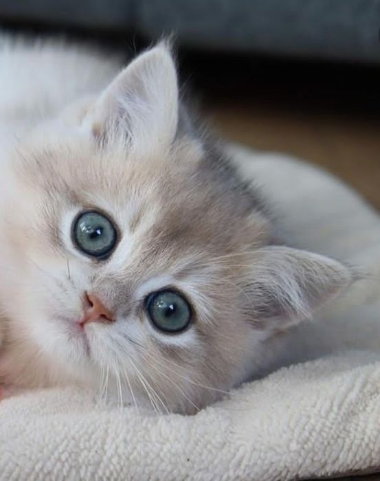 Хлопчик золота шиншила сy 12