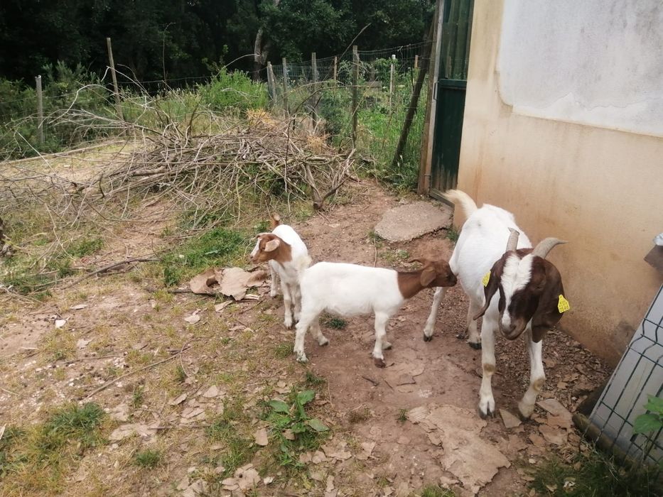 Boer  2  fêmeas x