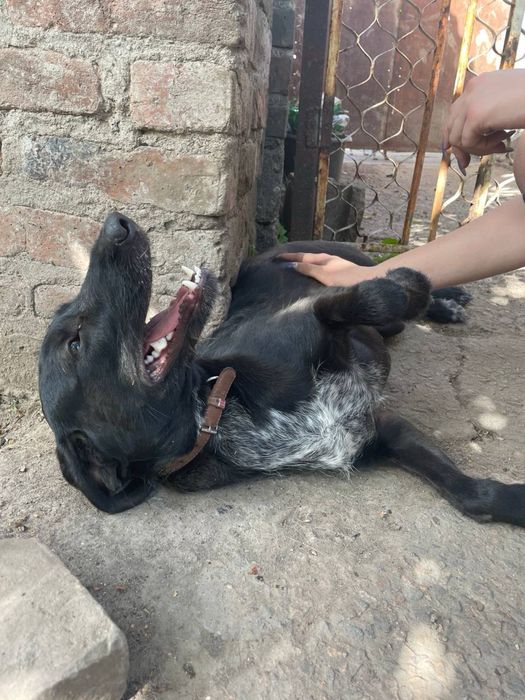 Собака безкоштовно