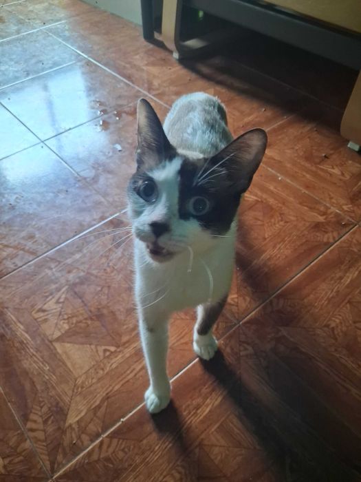 Gatinha com 8 meses para adoptar