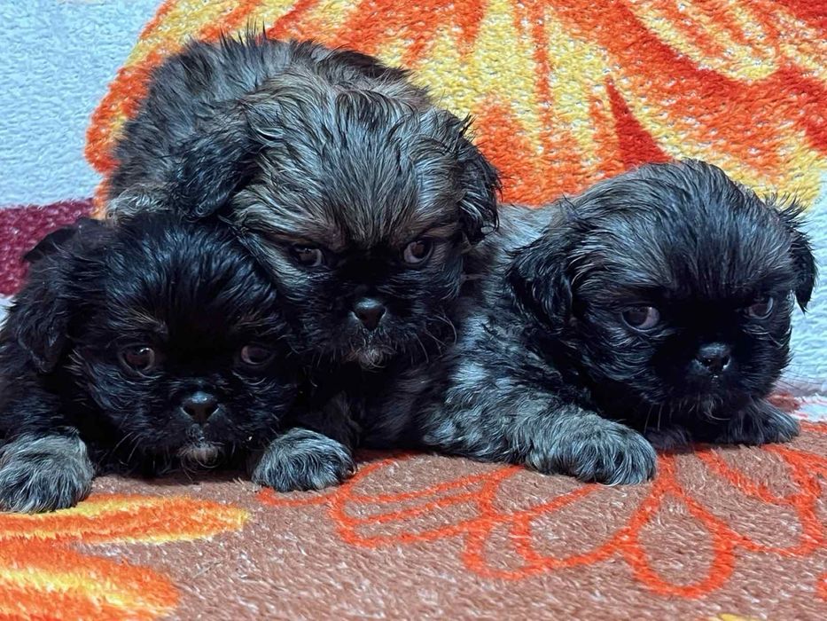 Пекінес під ялинку